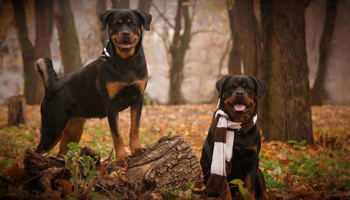 Two gorgeous Rottweilers in the fall
