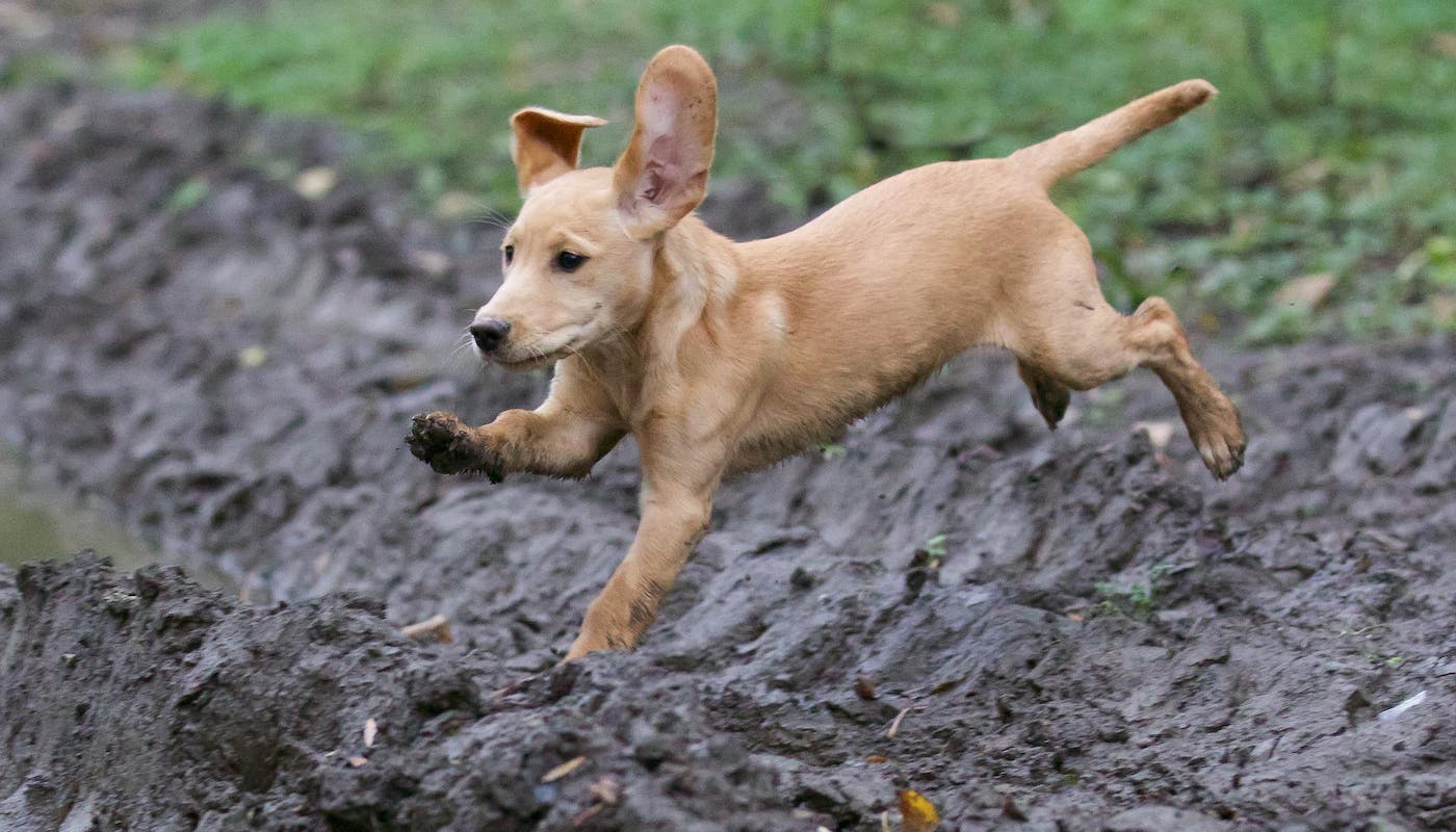 puppy jumping through mud