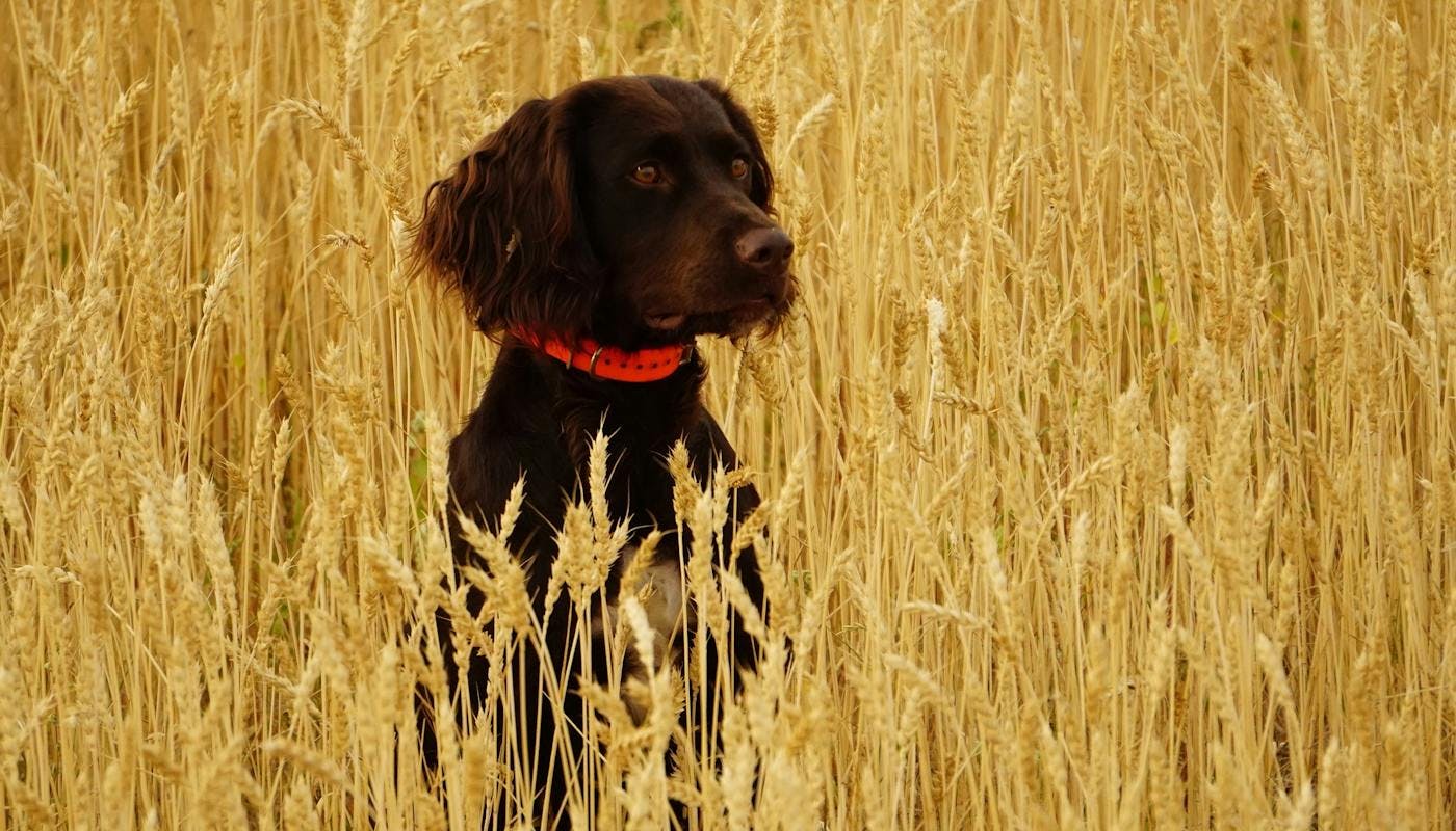 Spaniel sitting in wheat field 