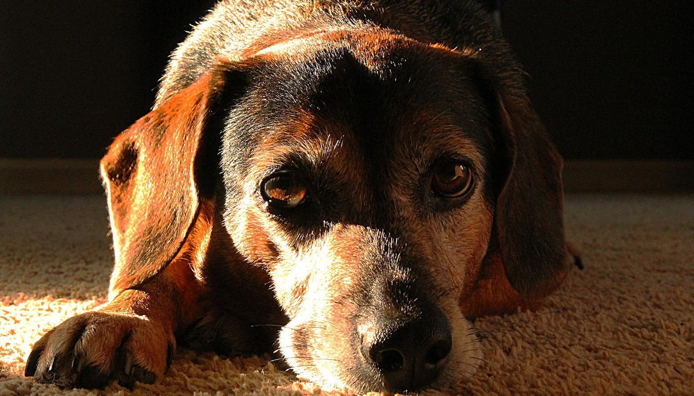 black and brown dog lying on carpet looking sad
