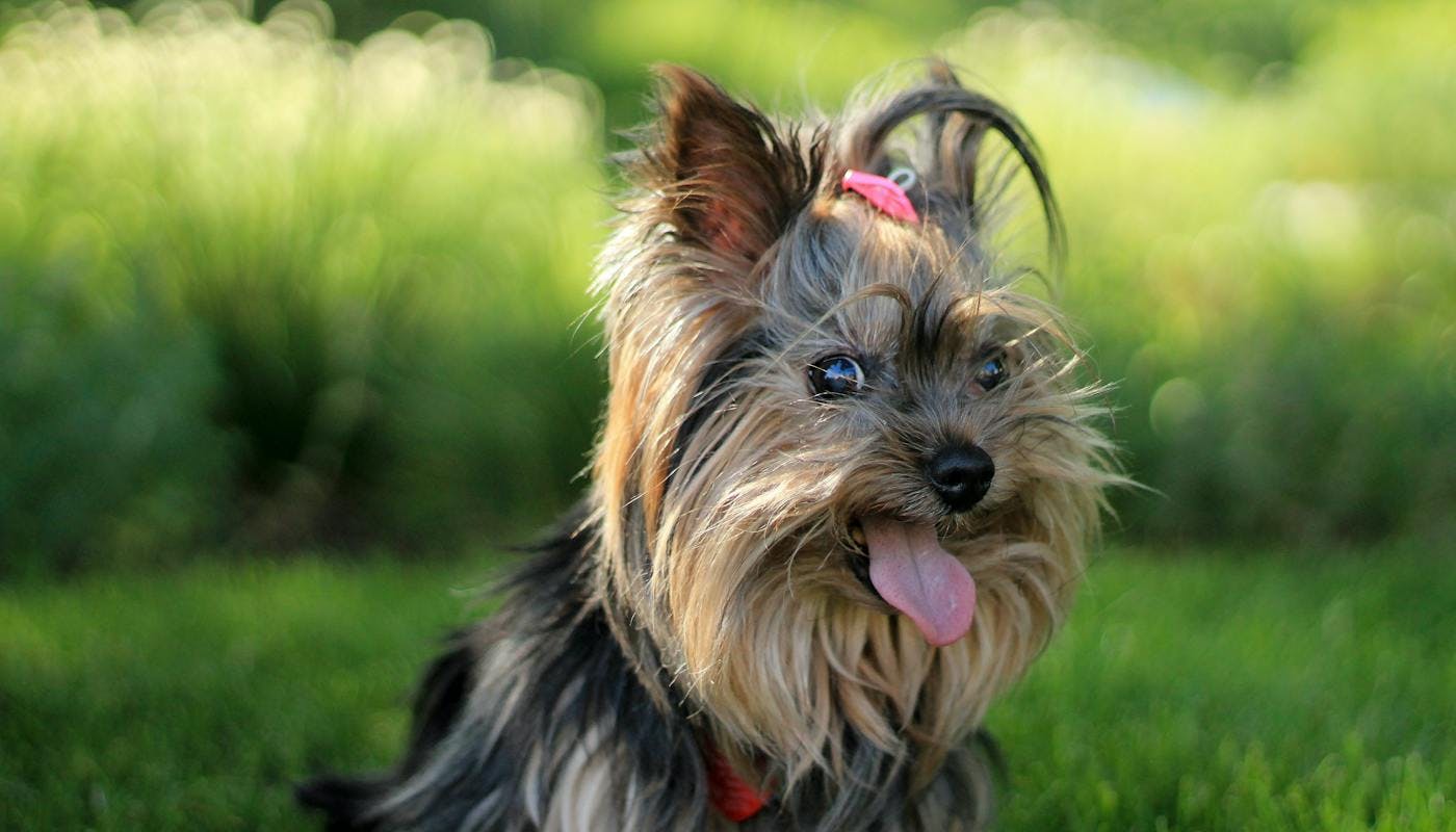 Really happy looking yorkshire terrier in the sun 