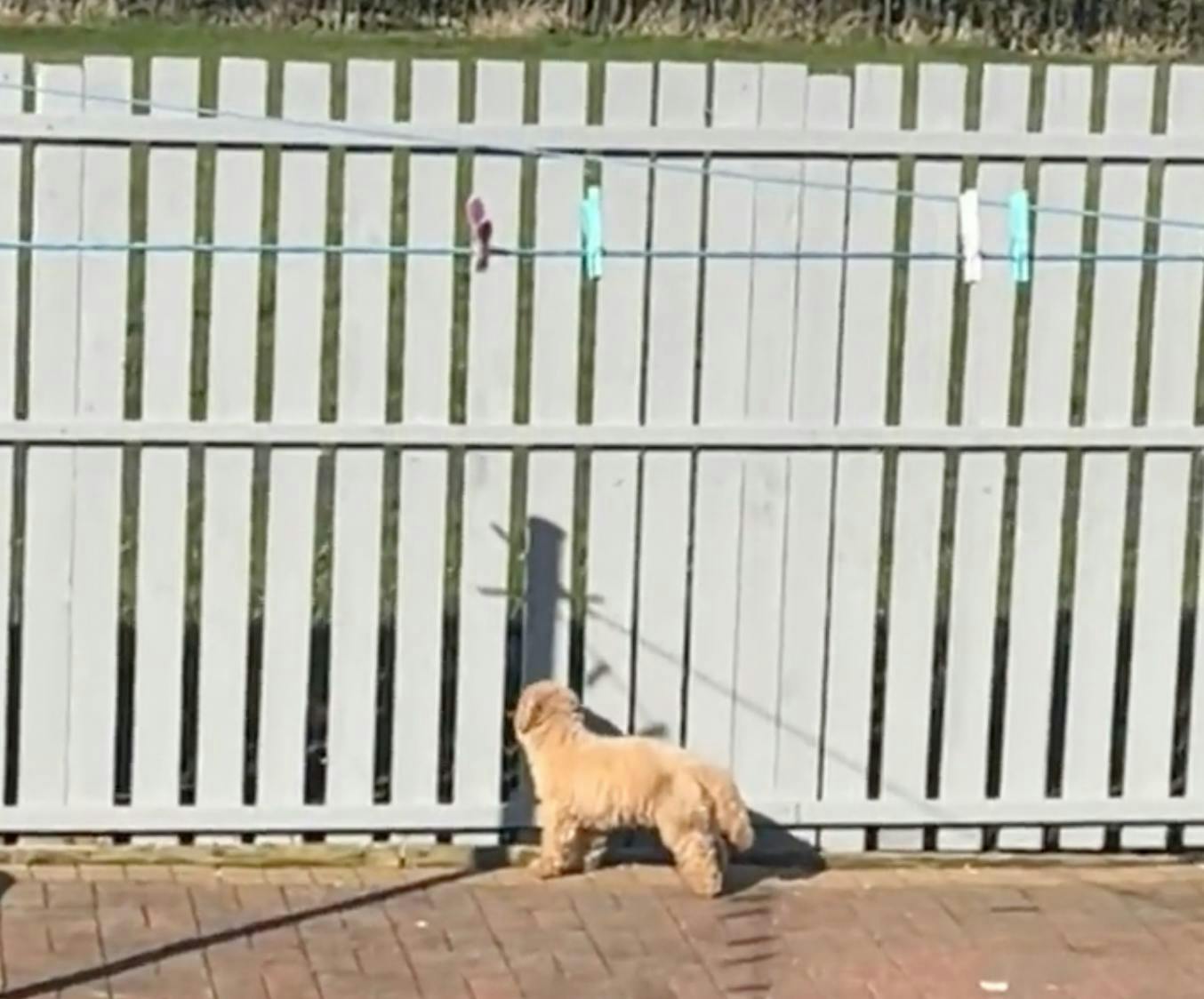 Harry the dog looking through the fence
