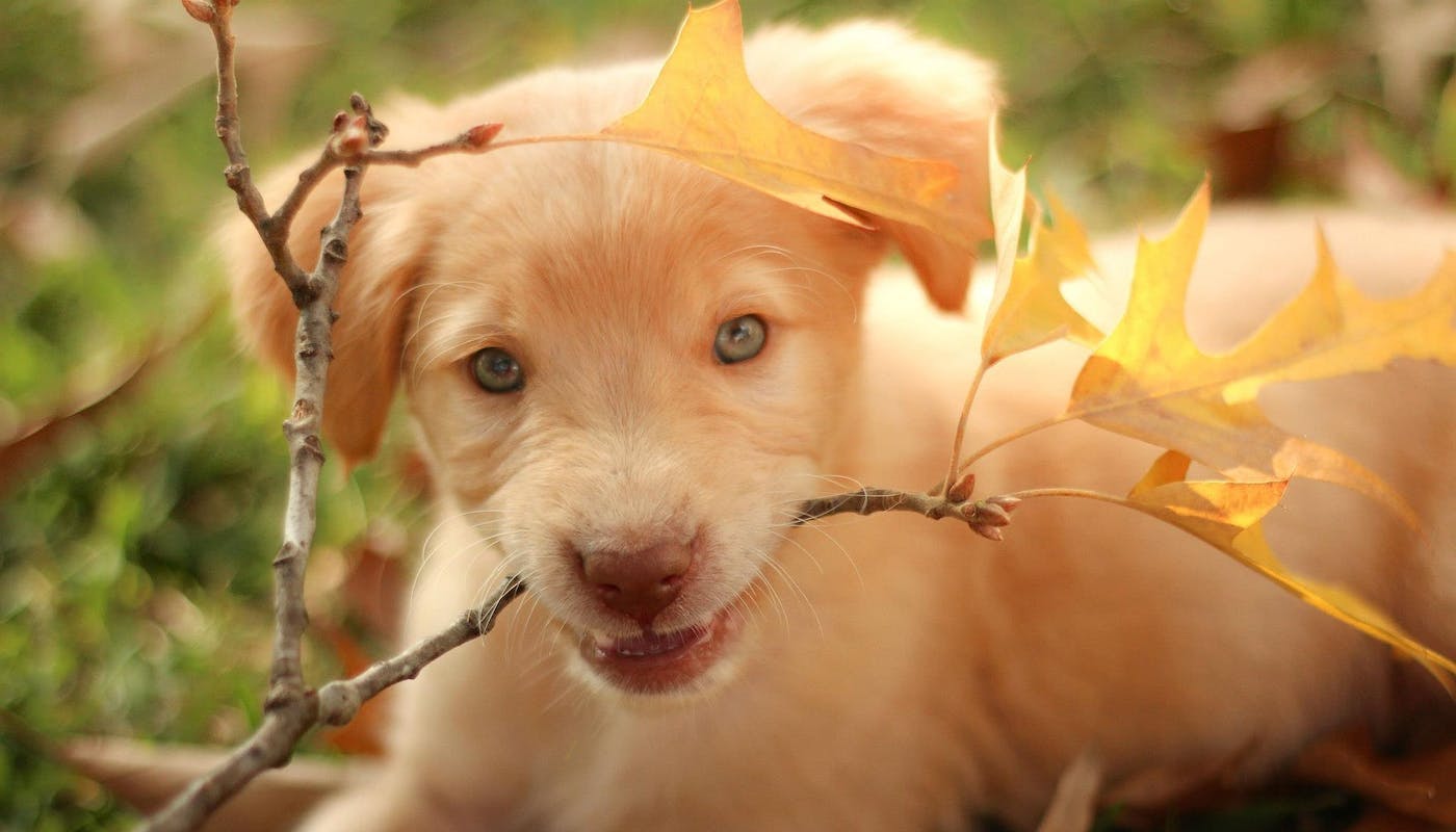 Labrador Retriever puppy chewing a twig