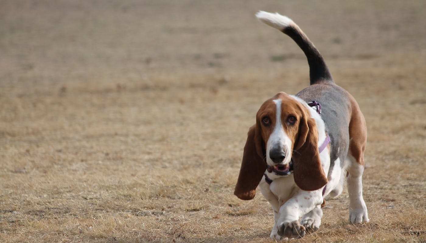 Basset hound trotting across grass 