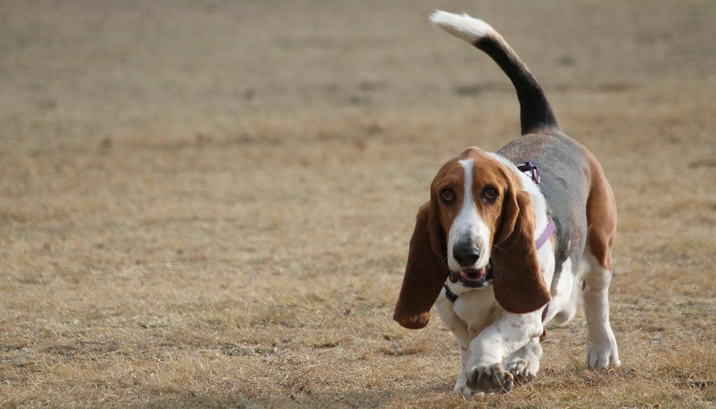 basset hound trotting across grass