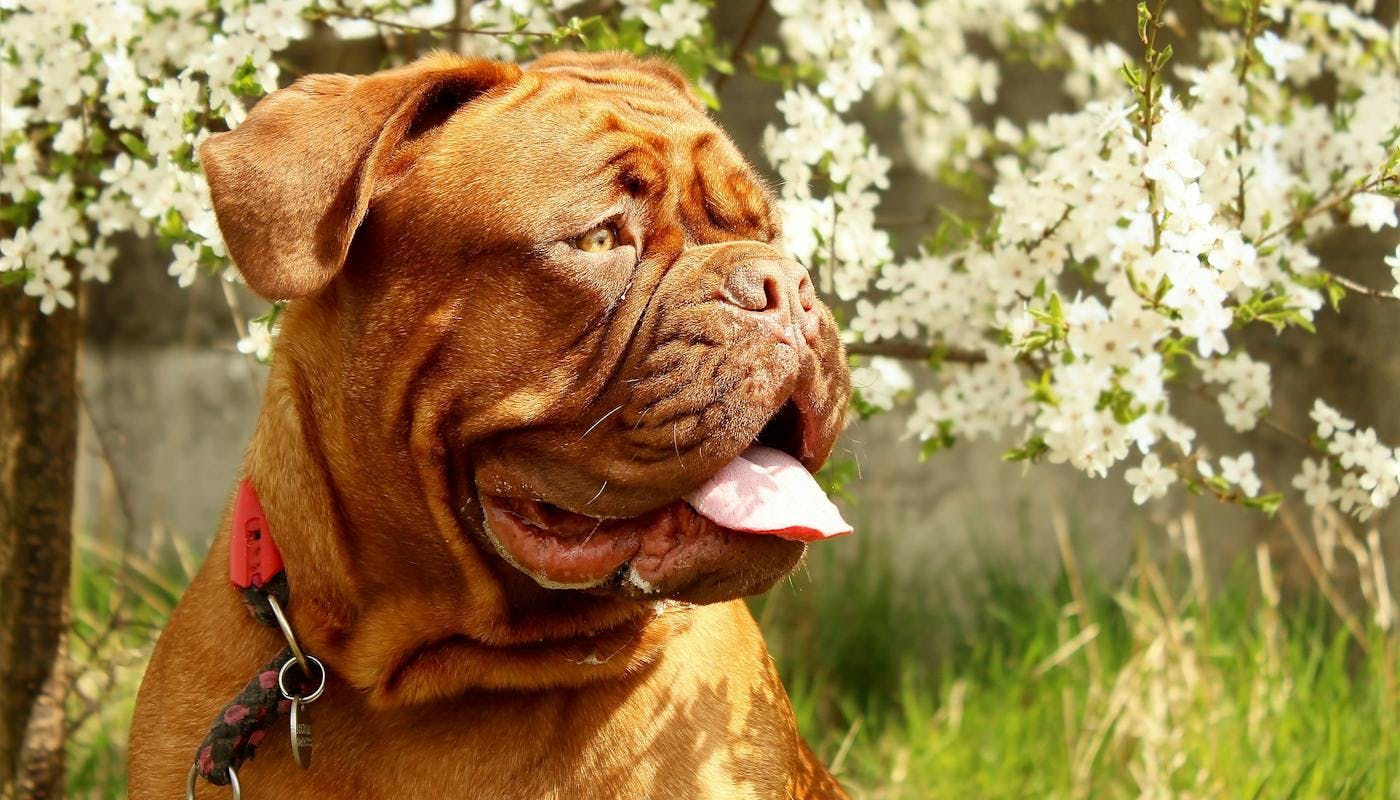 Dogue de Bordeaux sitting in front of blossom