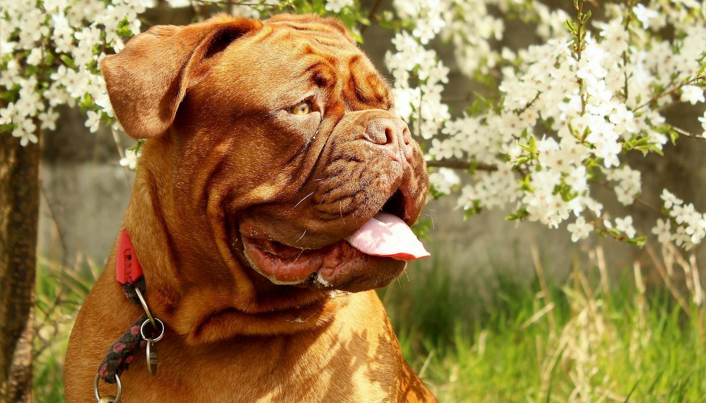 Dogue de Bordeaux sitting in front of blossom