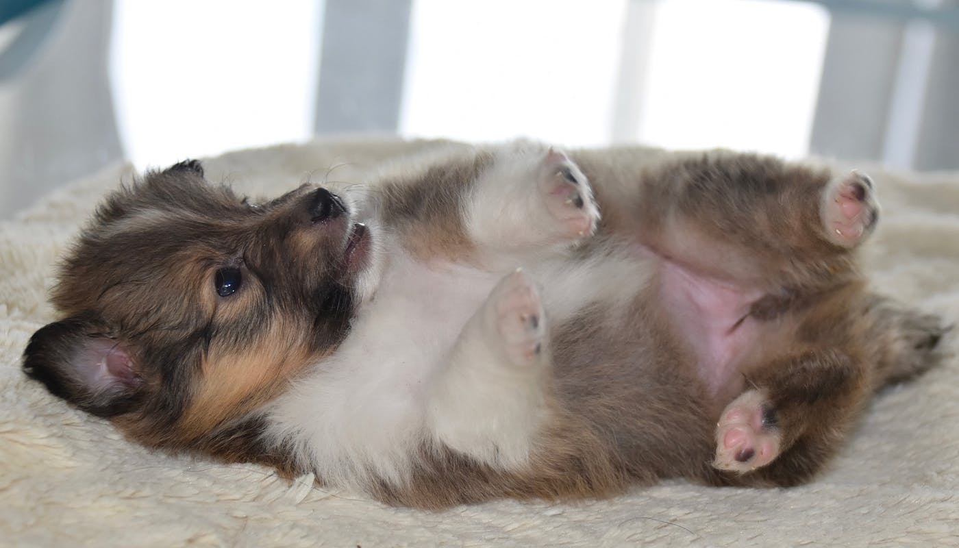 tiny puppy lying on side with cute tummy 