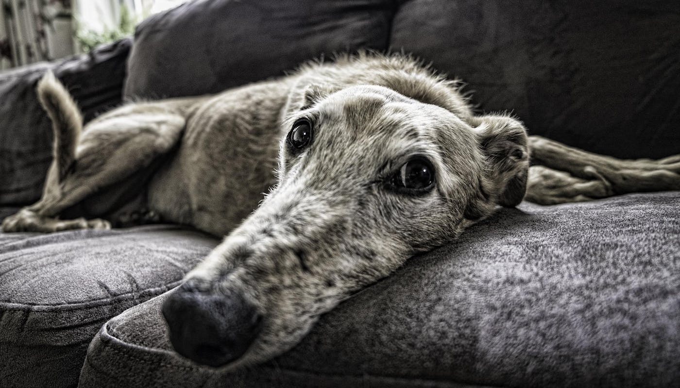 old hound on sofa