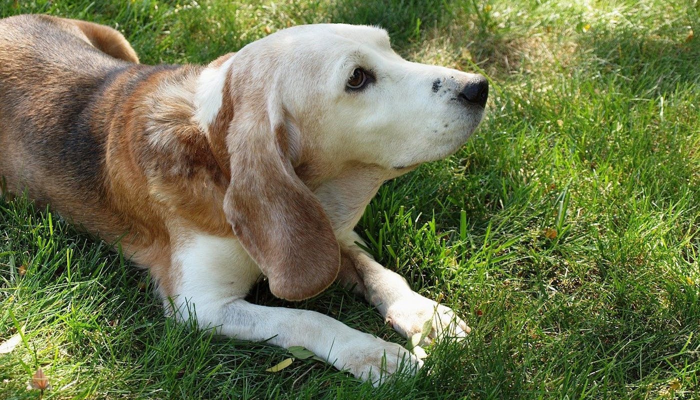 Old beagle lying on grass