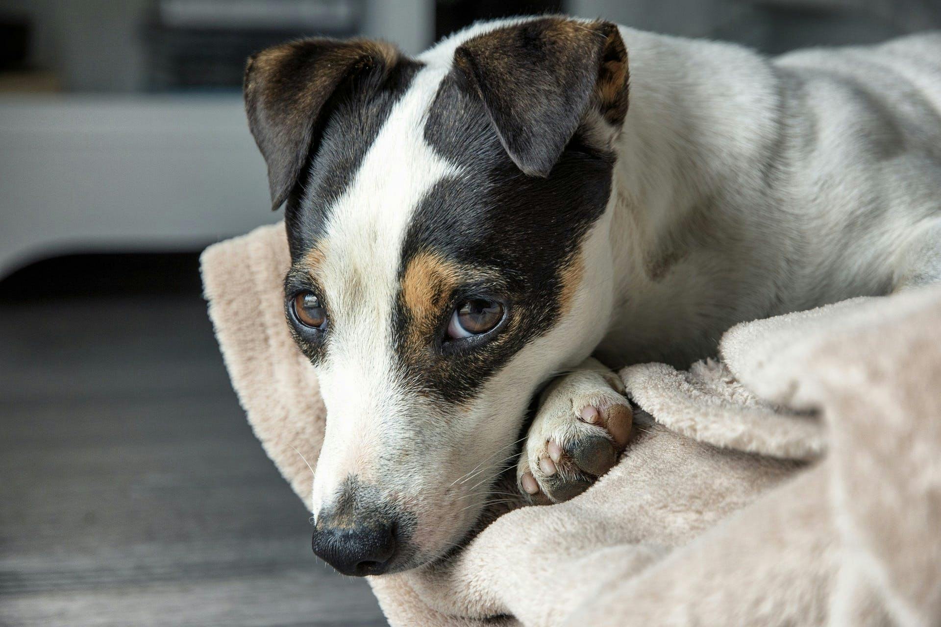 adorable Jack Russell snuggled in dog bed