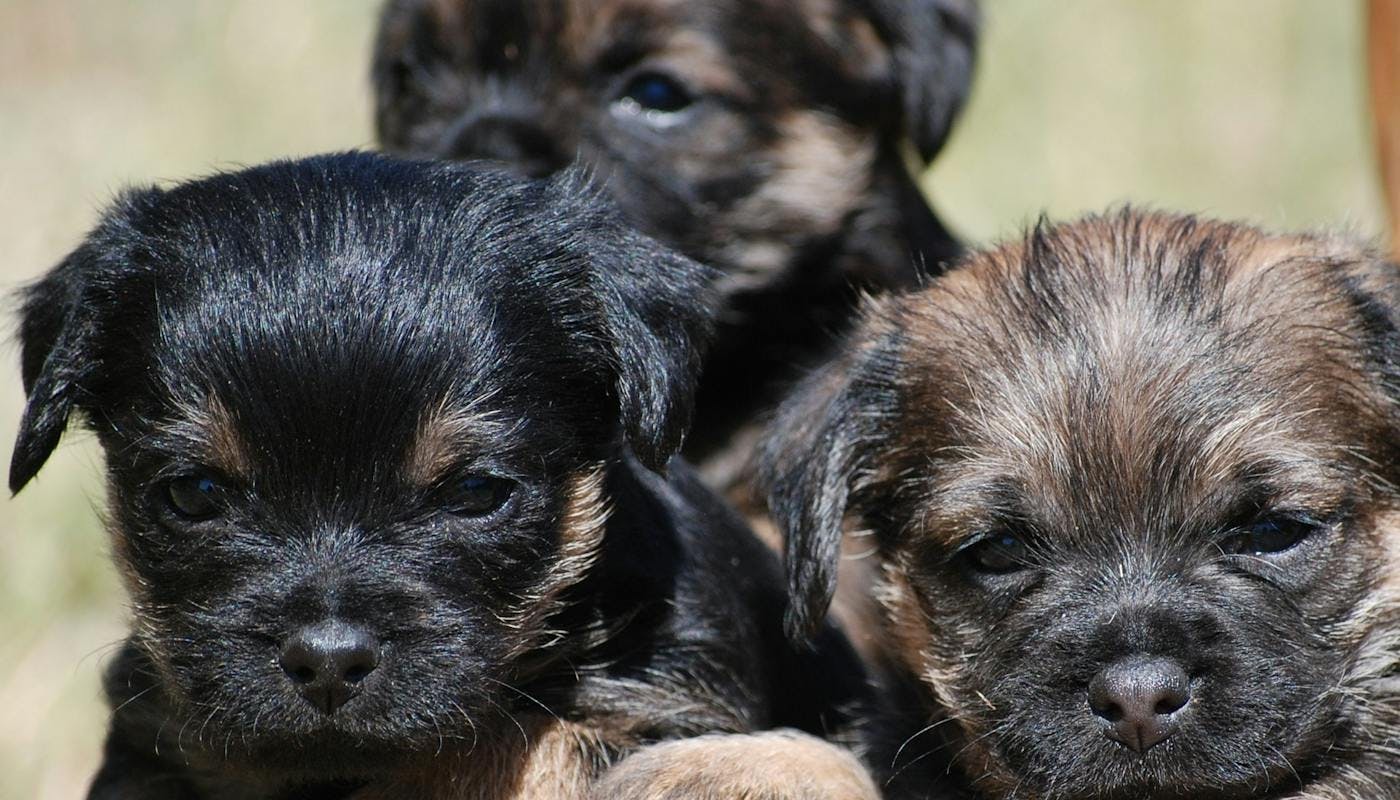 border terrier puppies