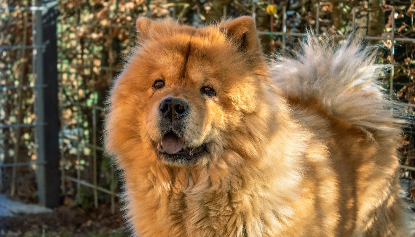 Happy chow chow chilling in the shade 