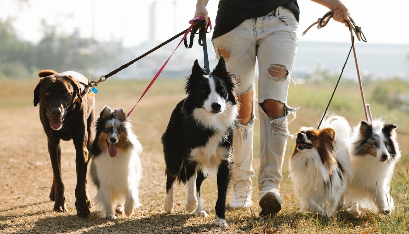 dogs going walkies 