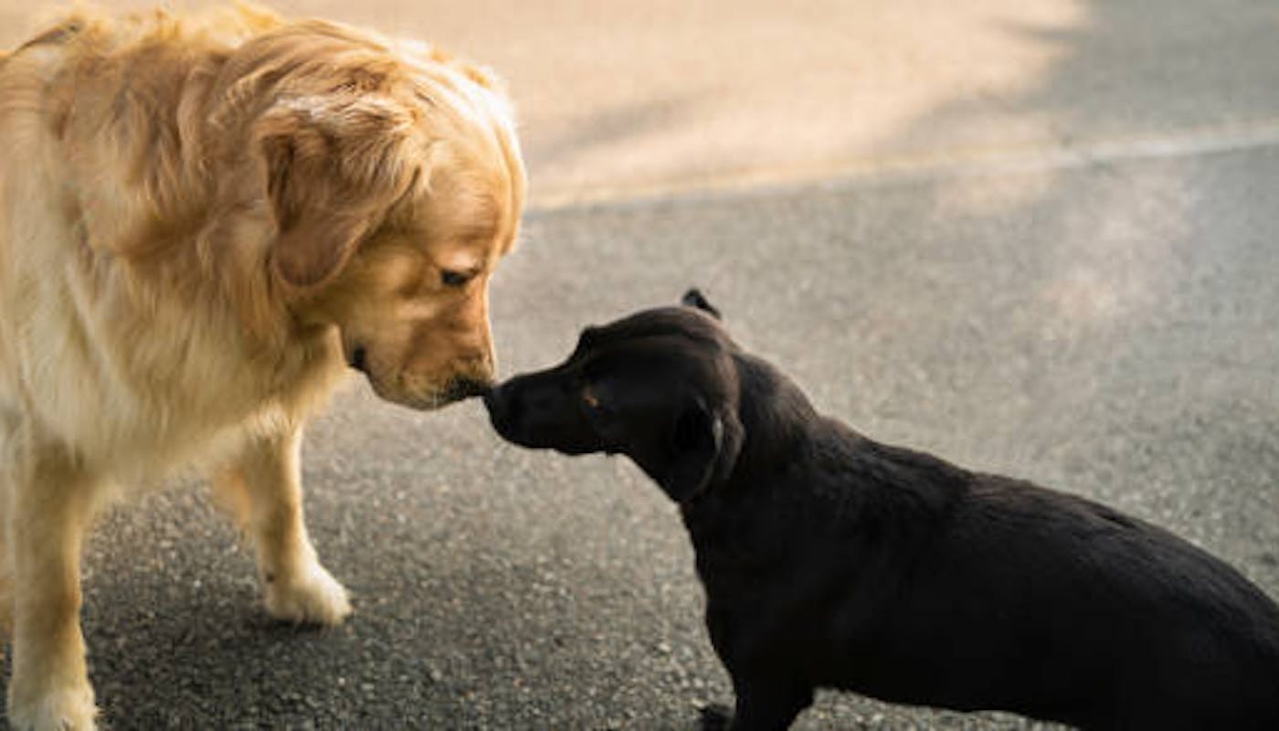 Labrador puppy and golden retriever