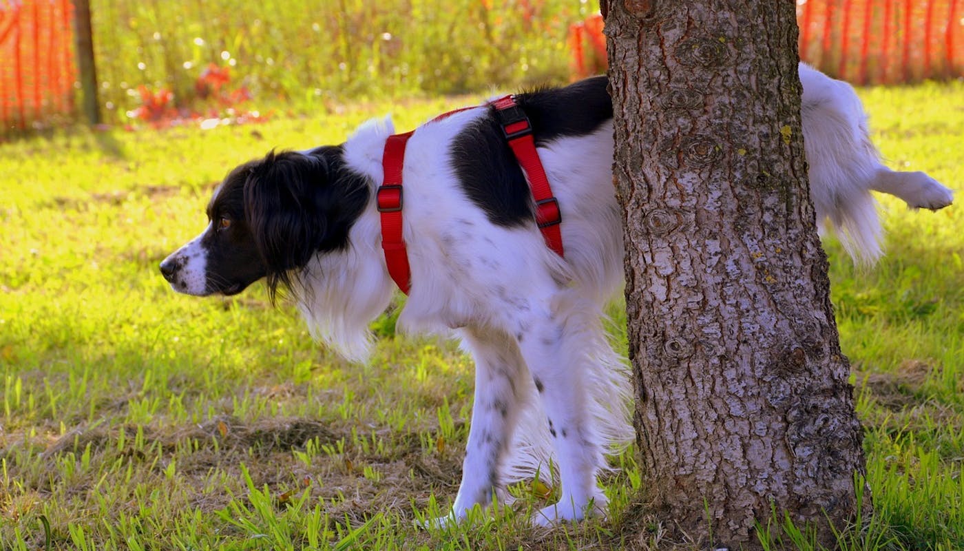 black and white dog peeing against a tree