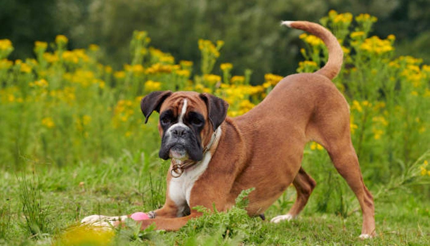 Boxer dog kneeling in grass