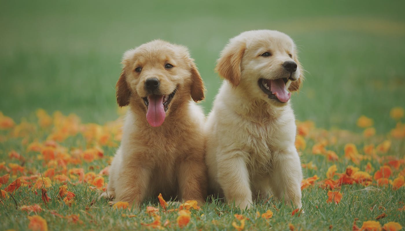 two lab puppies panting