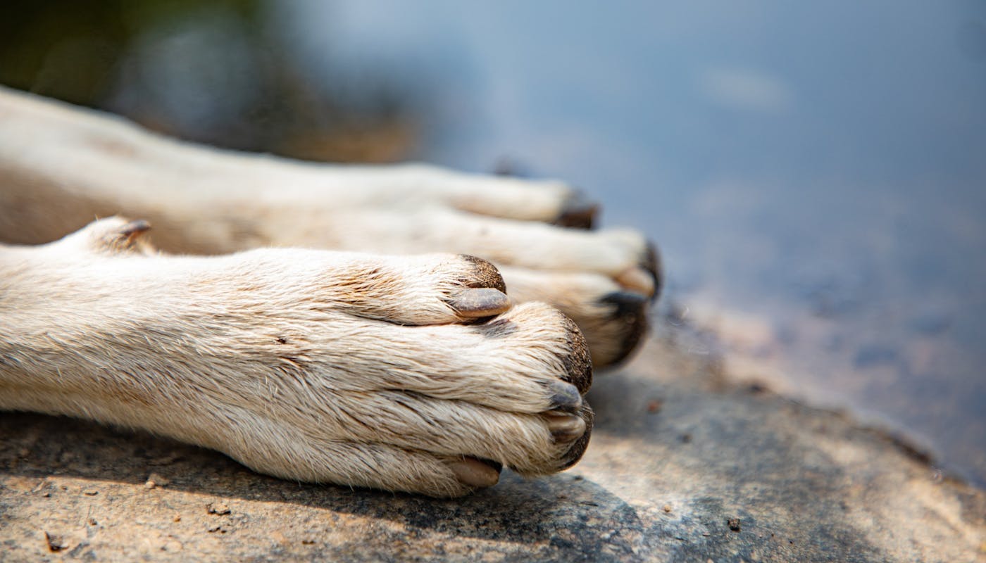 two white dog paws with dew claw