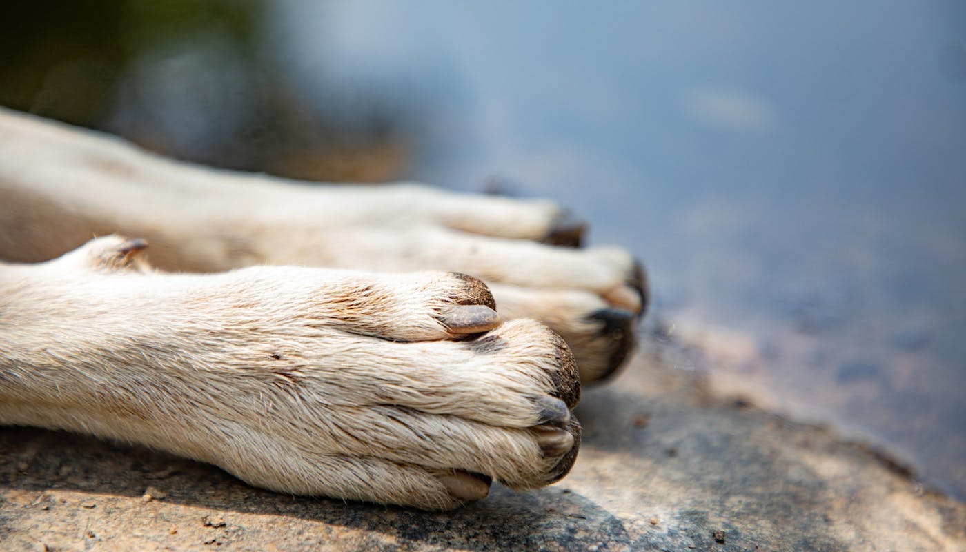 two white dog paws with dew claw