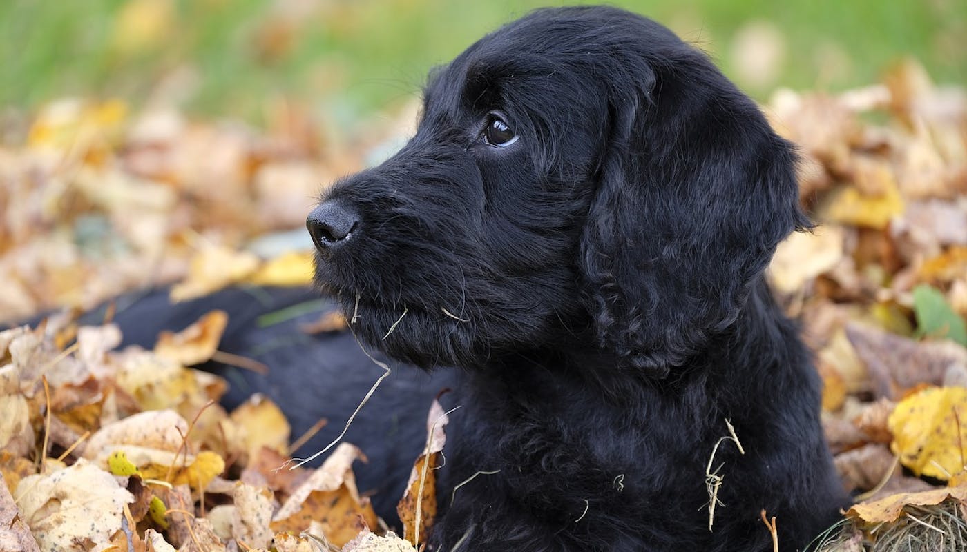 Black labradoodle pup laying in the leaves 