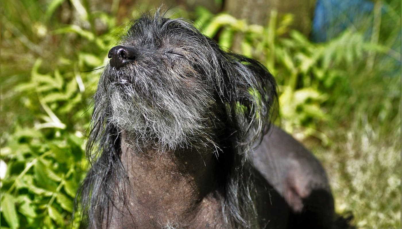 Chinese crested dog facing sun with eyes closed 