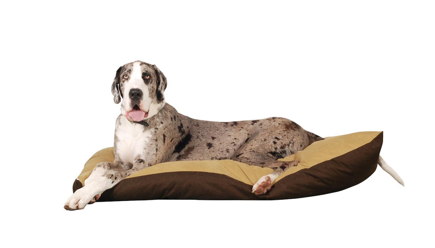Great Dane chilling on a dog bed