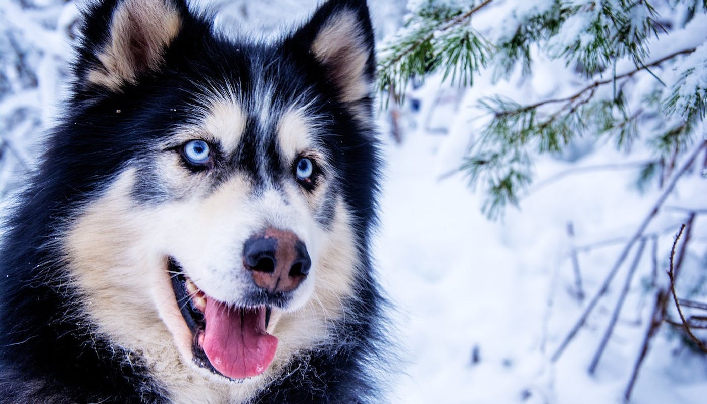 Blue eyed husky sitting in the snow 