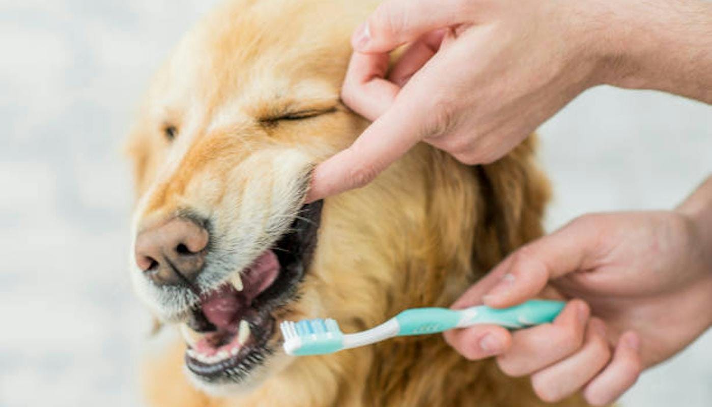 Brushing Labradors teeth
