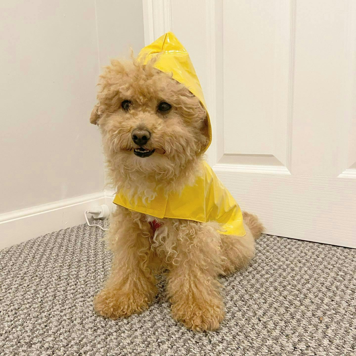 Harry the dog wearing a raincoat
