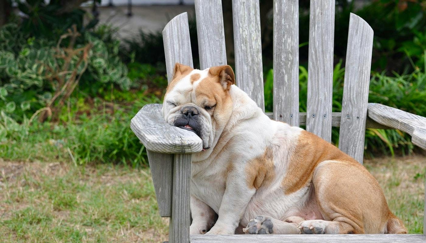 Bulldog having a sleep in a garden chair