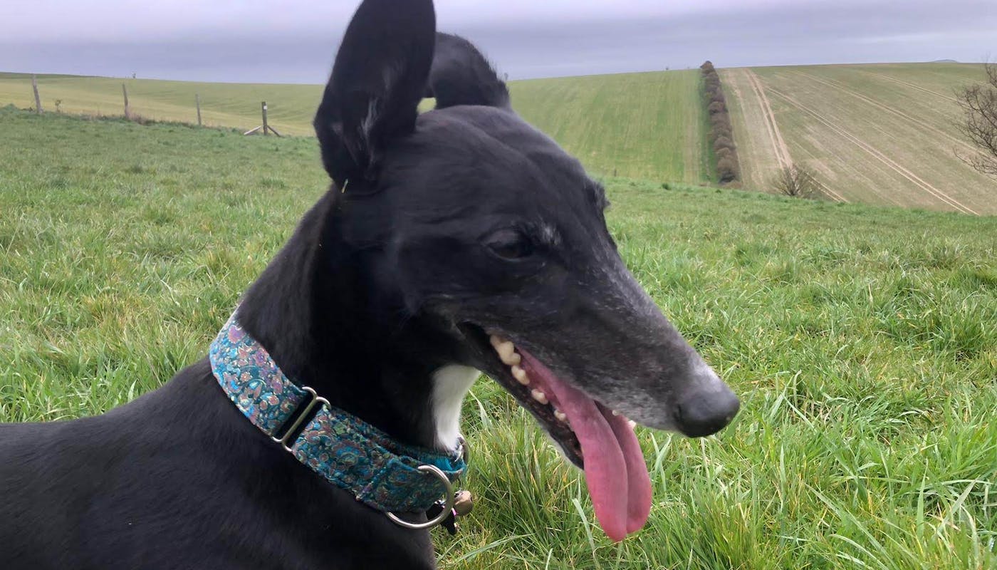 Greyhound showing her martingale collar 
