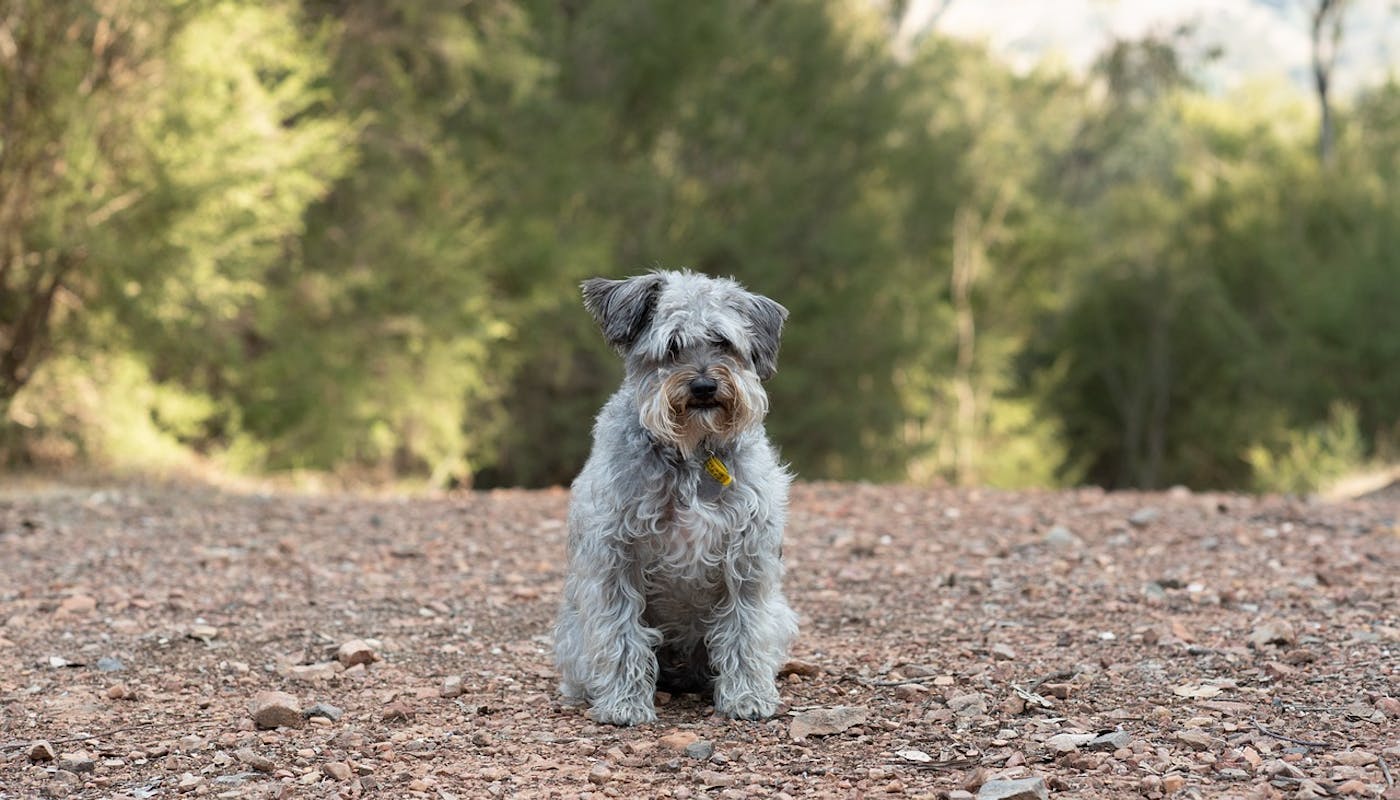 Schnoodle sitting on the path in the woods