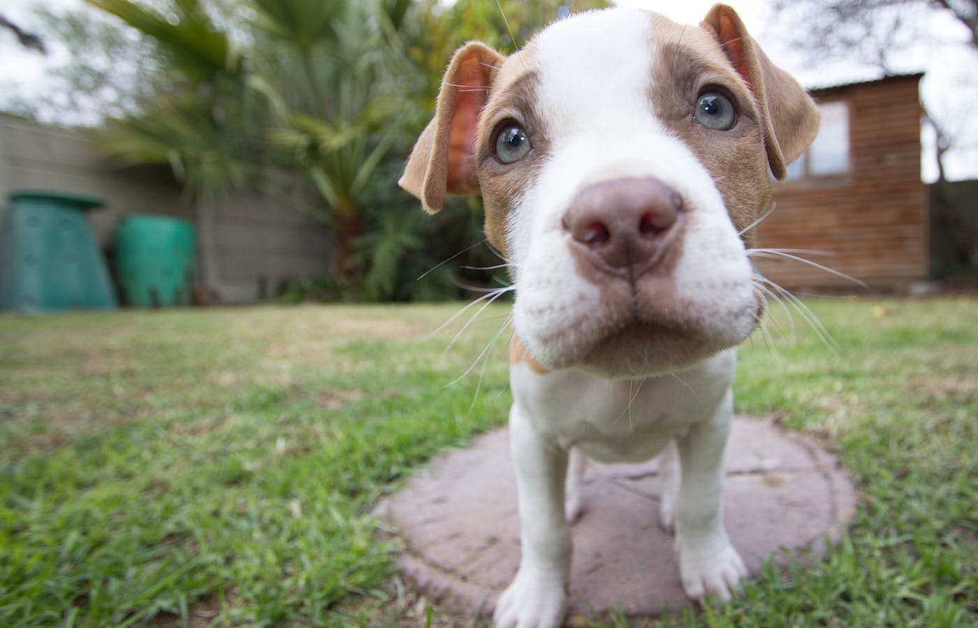adorable Pitbull puppy with intelligent eyes