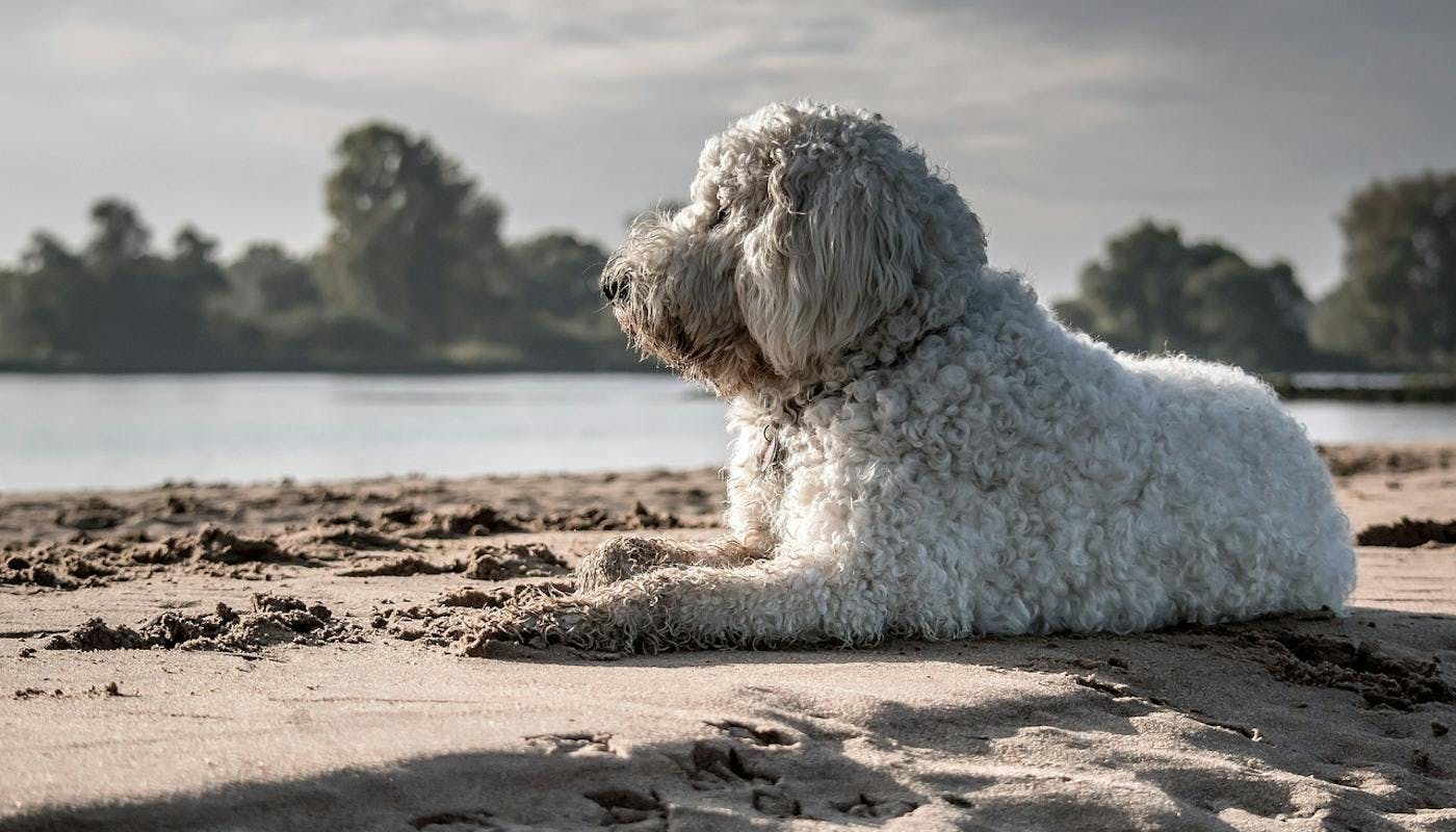 Beautiful goldendoodle staring out over the beach 