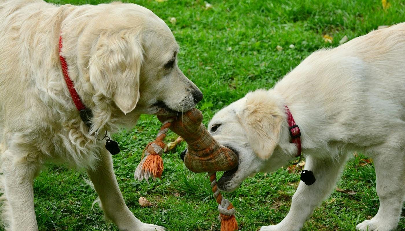 two Golden Retrievers playing with their toy