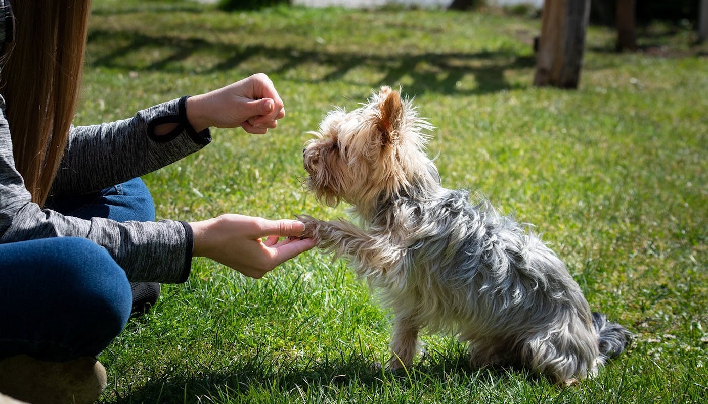 Cute Yorkie offering paw for reward 