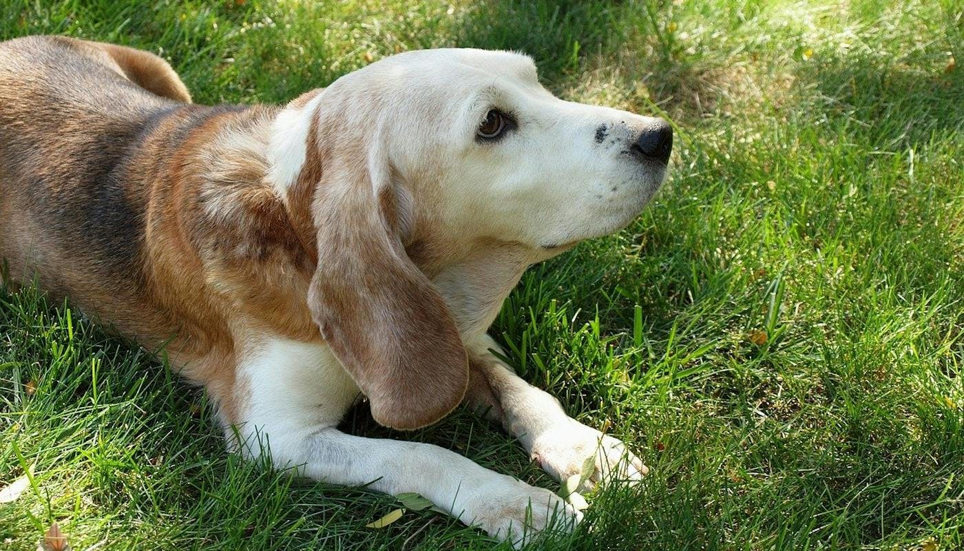 Older beagle chilling on the grass