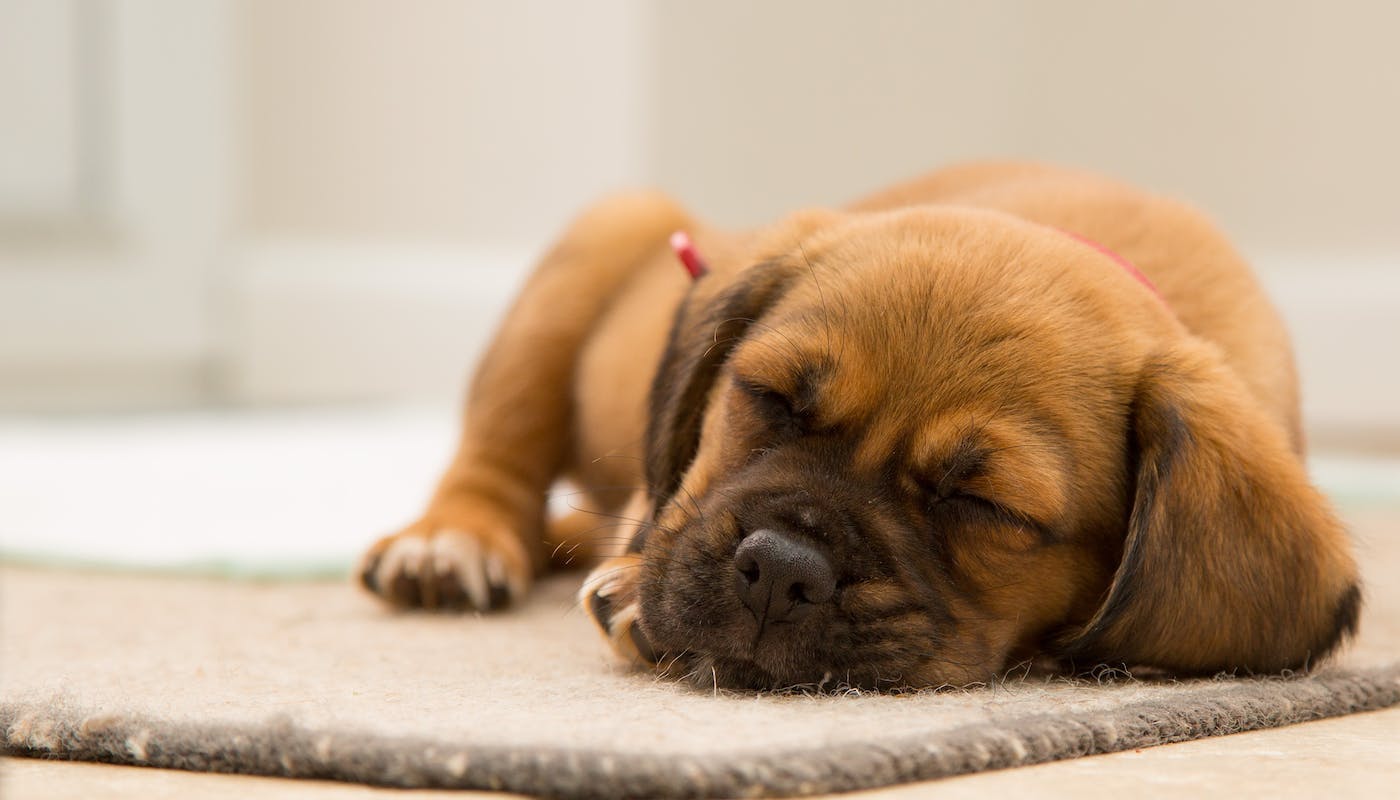 adorable puppy snoozing on a mat