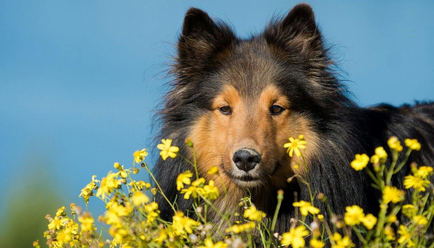 Sheltie sniffing flowers 