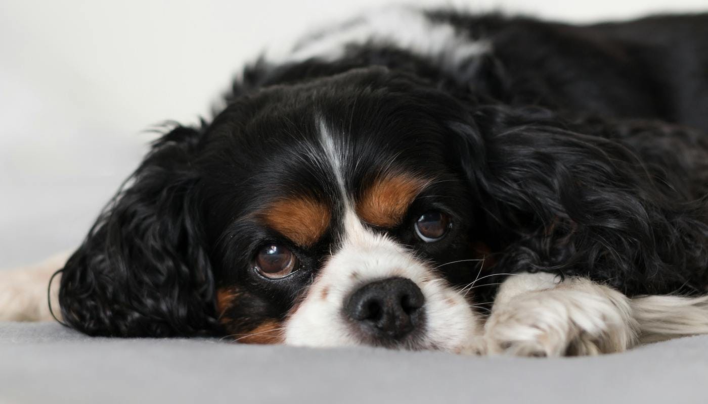 King Charles Spaniel feeling under the weather 