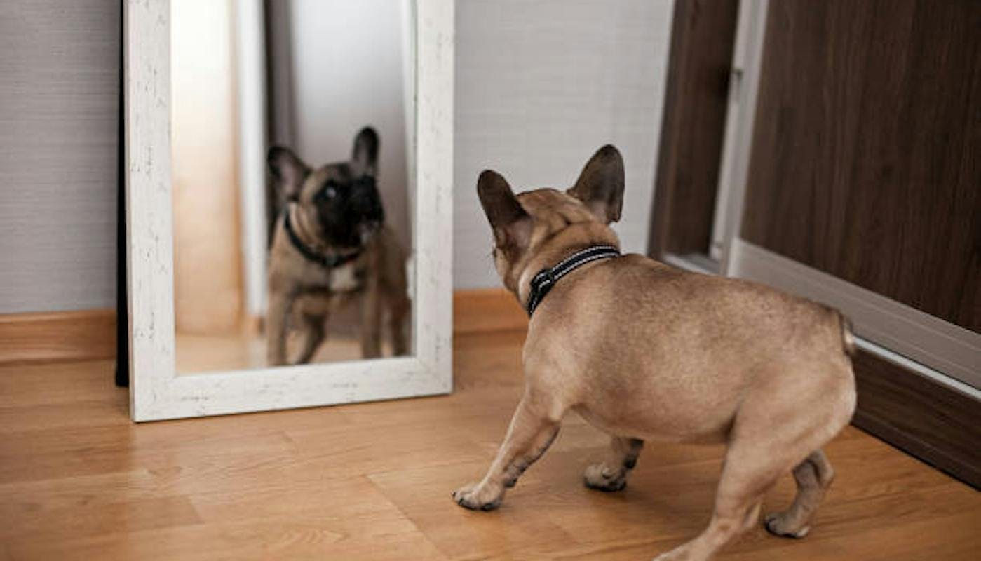 French Bulldog looking at reflection in mirror