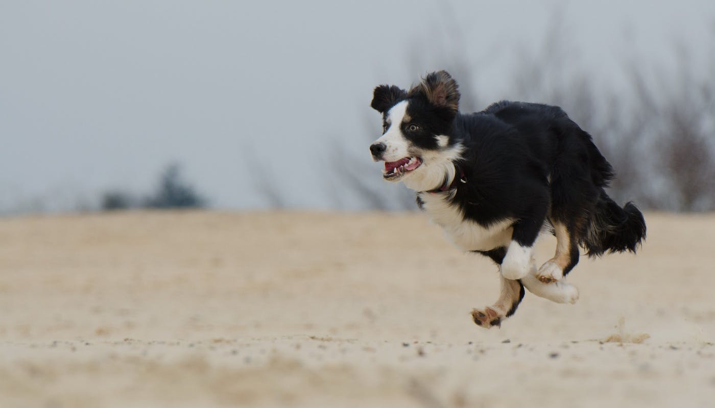 Collie running on the beach