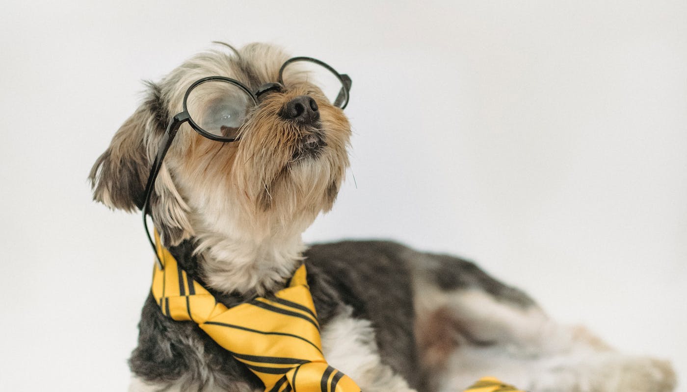 Smart doggo wearing glasses and tie 