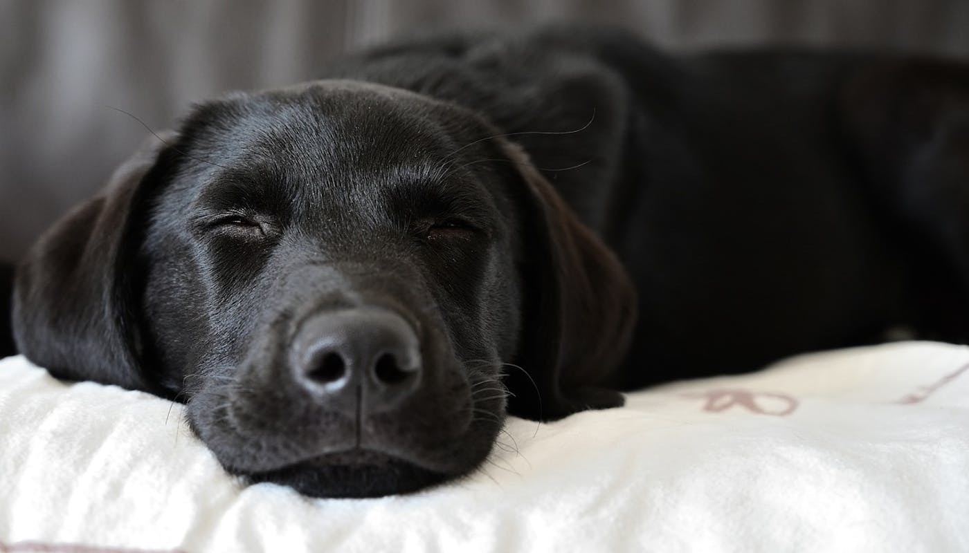 Sleeping Labrador retriever