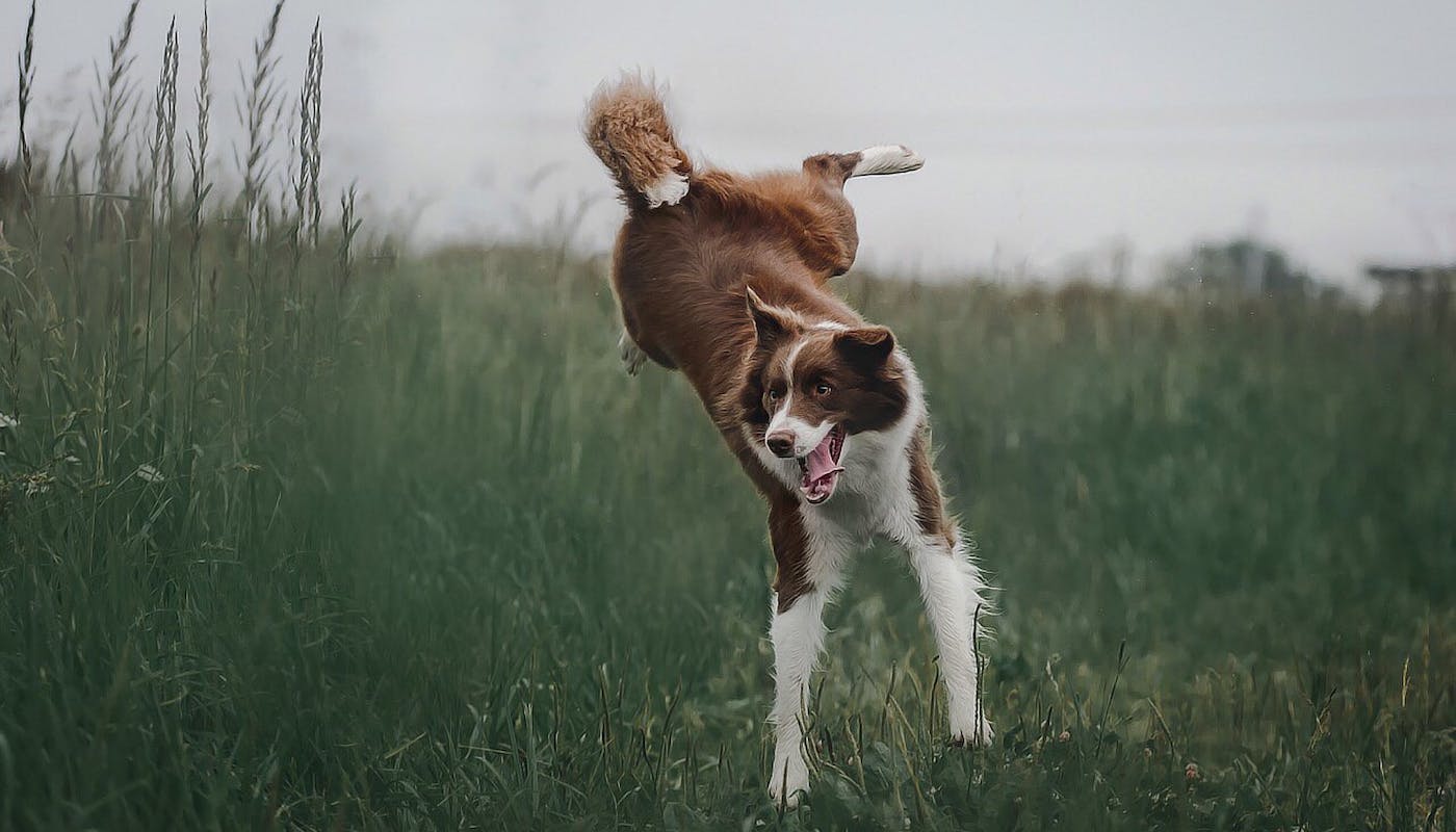dog jumping high 