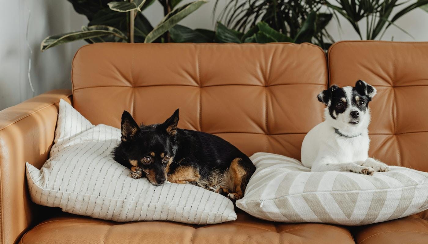 dogs on couch