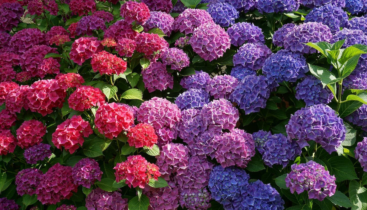 pink, blue and purple Hydrangeas 