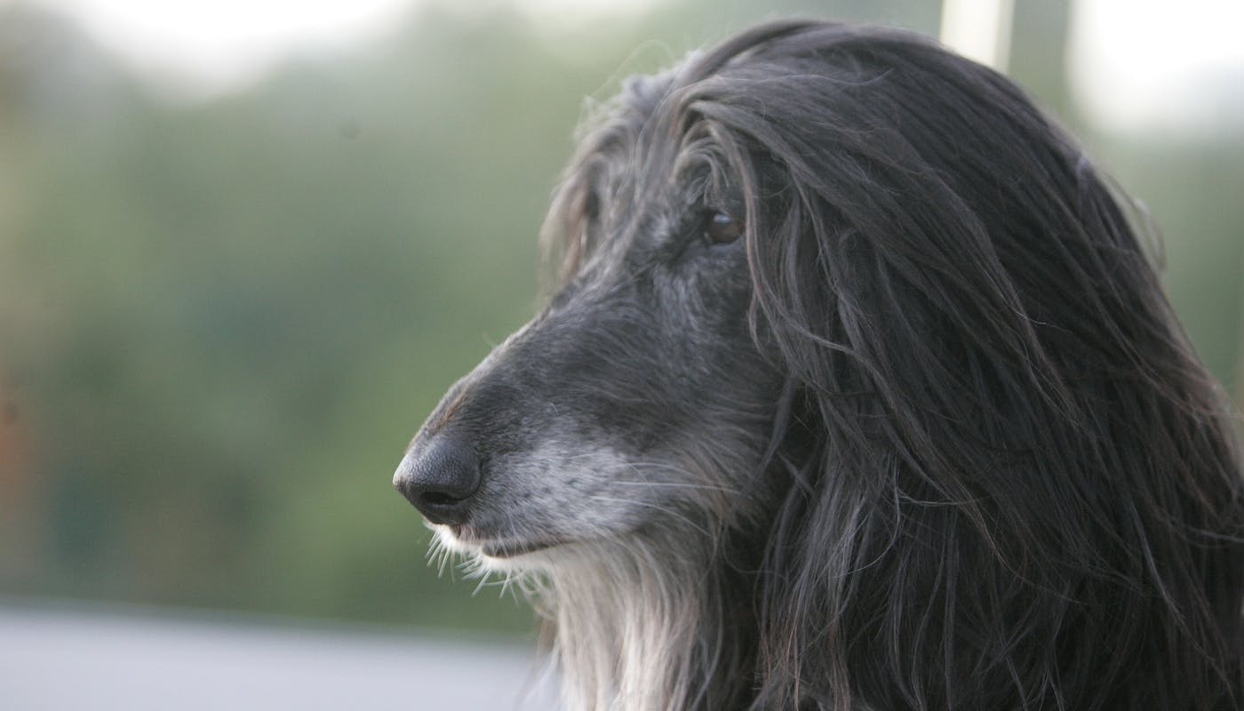 Afghan hound 