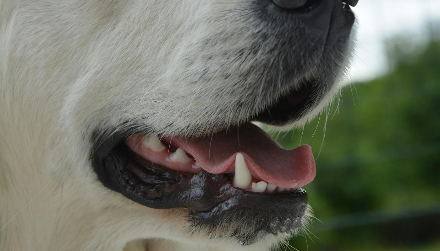 close up of dog tongue